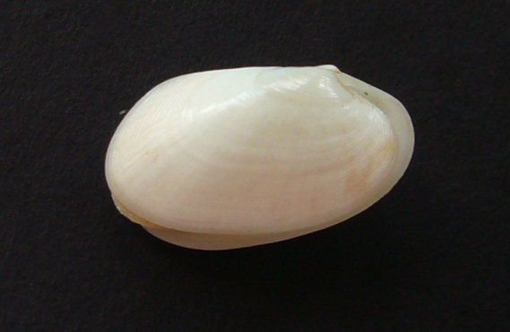 Paphia?